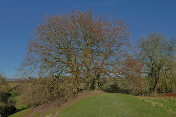 Obraz premium trees in the field