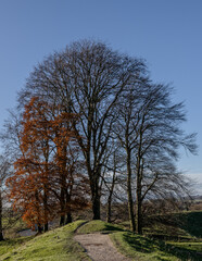 tree in the autumn in the wiltshire countryside