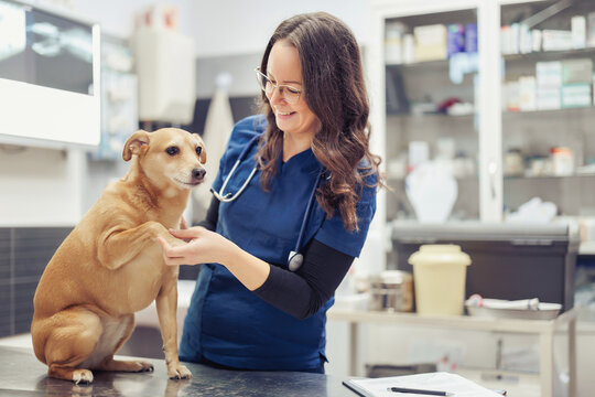 Veterinarian Examining a Dog in a Modern Veterinary Clinic