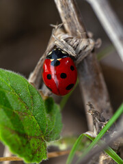 Ladybug sleeping on a dry branch