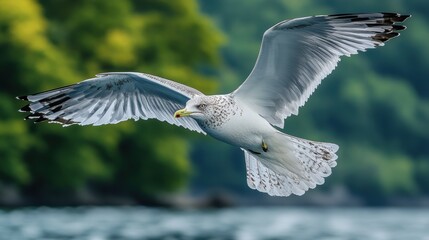 Obraz premium A majestic seagull gracefully soaring over a tranquil body of water with a lush green forest in the background, capturing the beauty of nature in flight