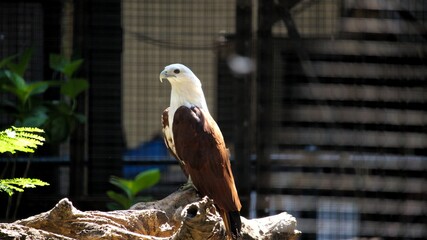 Elang Bondol (haliastur indus) with majestic brown and white plumage