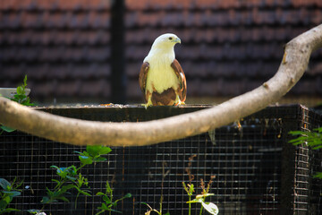Elang Bondol (haliastur indus) with majestic brown and white plumage