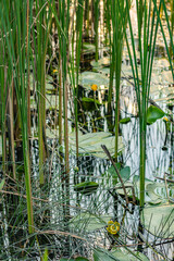 Close-up of reeds growing in shallow water with green lily pads and small yellow water lily flowers, reflecting sunlight.
