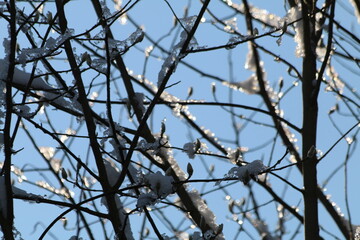 Frost