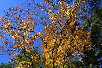 Japan sightseeing trip. Autumn leaf viewing. A seasonal feature of autumn in Japan.