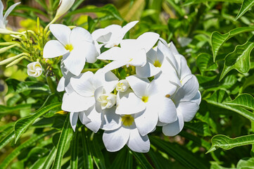 White flower on green background, Bali, Indonesia