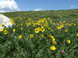 Yellow alpine flower field in Rocky mountains, Colorado