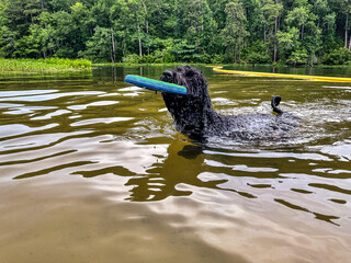 black doodle dog swimming in lake 