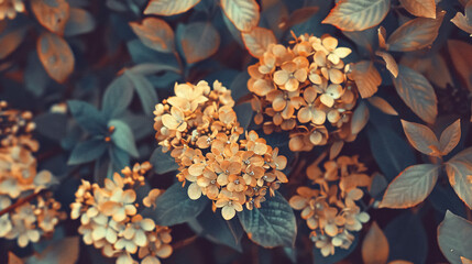 vintage dry flowers closeup aesthetic toned nature landscape background winter autumn design viewphoto