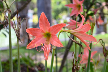 Lily flower on green background, Bali, Indonesia