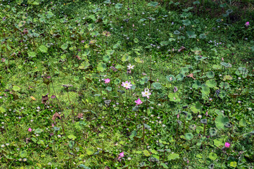 Lotus flower on green background, Bali, Indonesia
