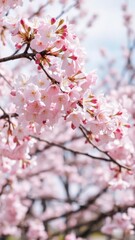 Obraz premium Cherry blossoms in full bloom during springtime, Japanese