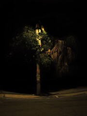 Arbol nocturno © Ian