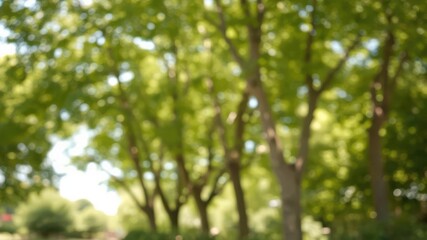 Obraz premium Defocused bokeh background of lush garden trees on a sunny day, nature