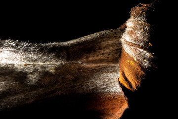 Palha seca de fruto de planta nativa da Mata Atlântica Brasileira. 