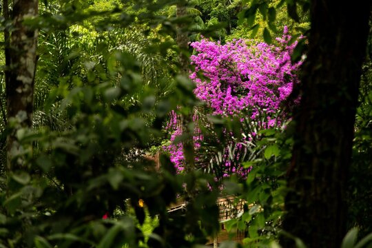 Ip&ecirc; cor de rosa florido em mio a Mata Atl&acirc;ntica Brasileira. 