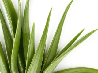 Obraz premium Fresh aloe vera leaves isolated on white background, concept of natural skincare and organic beauty, skincare