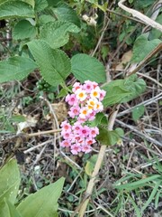 butterfly on a flower