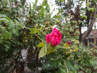 pink rose in garden 