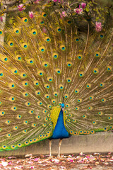 Obraz premium Close-Up of a Vibrant Peacock 