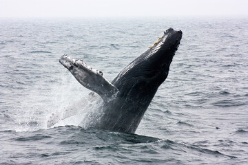 Naklejka premium A Humpback Whale Breaching in the Atlantic Ocean on an Overcast day