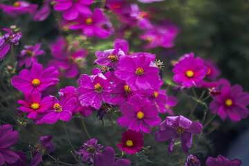 Field of White and Pink Cosmos Flowers