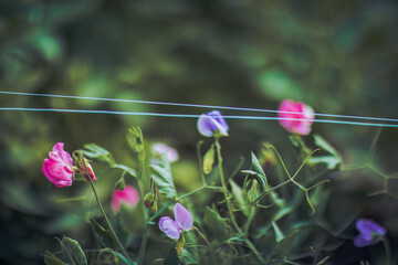 Sweet Pea Flowers with Vibrant Colors