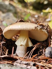 Mushroom in the forest, close-up, macro photography. Amanita ochrophylla
