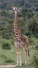 Obraz premium a giraffe in profile, with its long, thin silhouette rising up in a green tropical landscape. Its characteristic light brown spots on a beige background are clearly visible, as are its long legs.