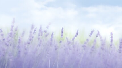 Obraz premium Soft Lavender Field Under A Cloudy Sky
