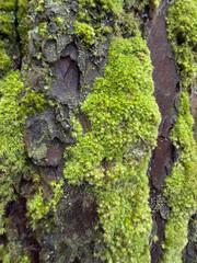 moss on tree bark