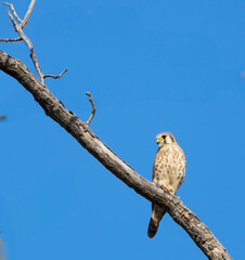 Obraz premium American Kestrel Scans Area for Prey