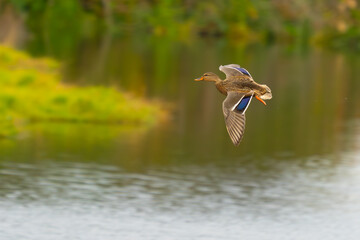 Female Mallard Comes in for a Marsh Landing