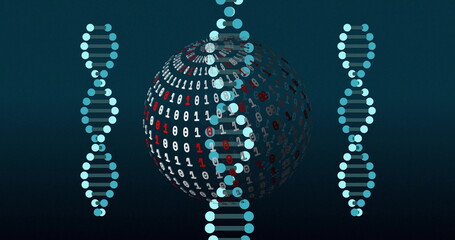 Image of digital data processing over dna strands spinning and globe with binary coding