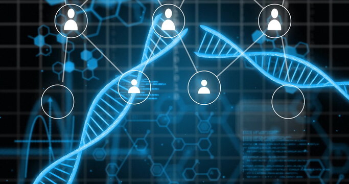 Image of people icons, connections and data processing over dna stands and binary coding