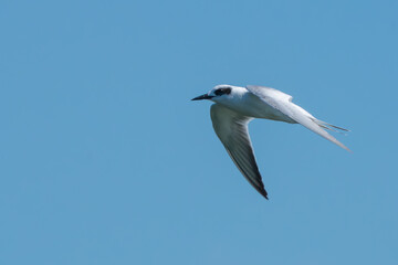 Obraz premium Graceful Forster's Tern in Flight on a Clear Day