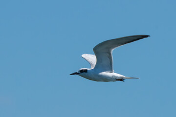 Graceful Forster's Tern in Flight on a Clear Day