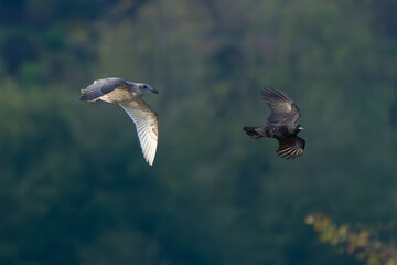 Young Gull Takes Issue With Obnoxious Crow