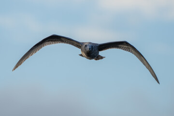 Fototapeta premium Immature Glaucous Winged Gull in Graceful Flight