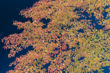 それぞれの秋の色