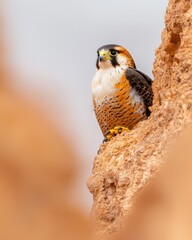 Elegant falcon perched on rocky ledge captivating wildlife nature close-up view conceptual exploration