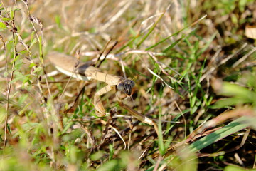 カマキリ - 獲物を狙う鋭い眼差し