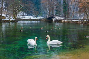 Swans surrounded with duck swim in the lake on winter time.