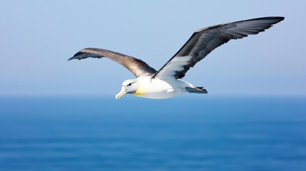 Fototapeta premium Soaring albatross gliding over endless ocean nature tranquil seascape conceptual viewpoint for seo impact