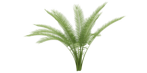 small palm tree isolated on white empty background