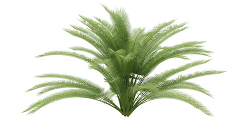 palm tree isolated on white background