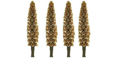 exotic yellow flowers isolated on empty white background