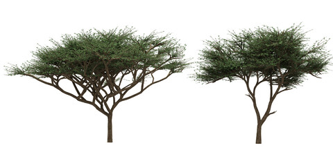 green acacias trees silhouettes isolated on white empty background