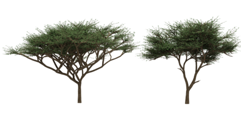 green acacias trees silhouettes isolated on white empty background